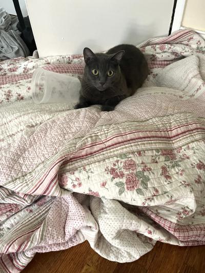Smokey the cat on a bed